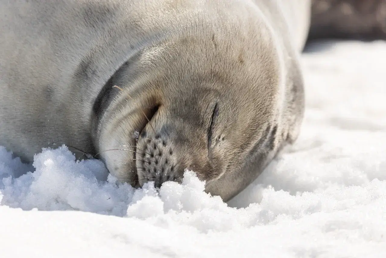 Sleeping Weddell seal resting on the snow during an Antarctic expedition.