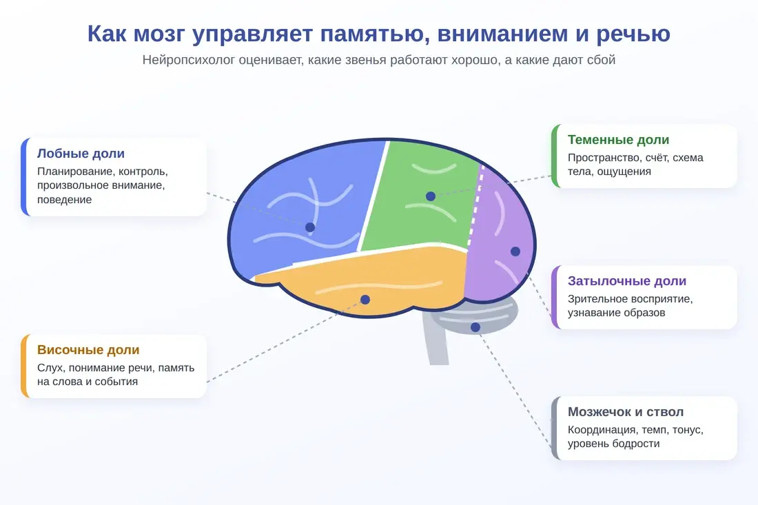 Зоны мозга и психические функции: лобные, височные, теменные, затылочные доли, мозжечок