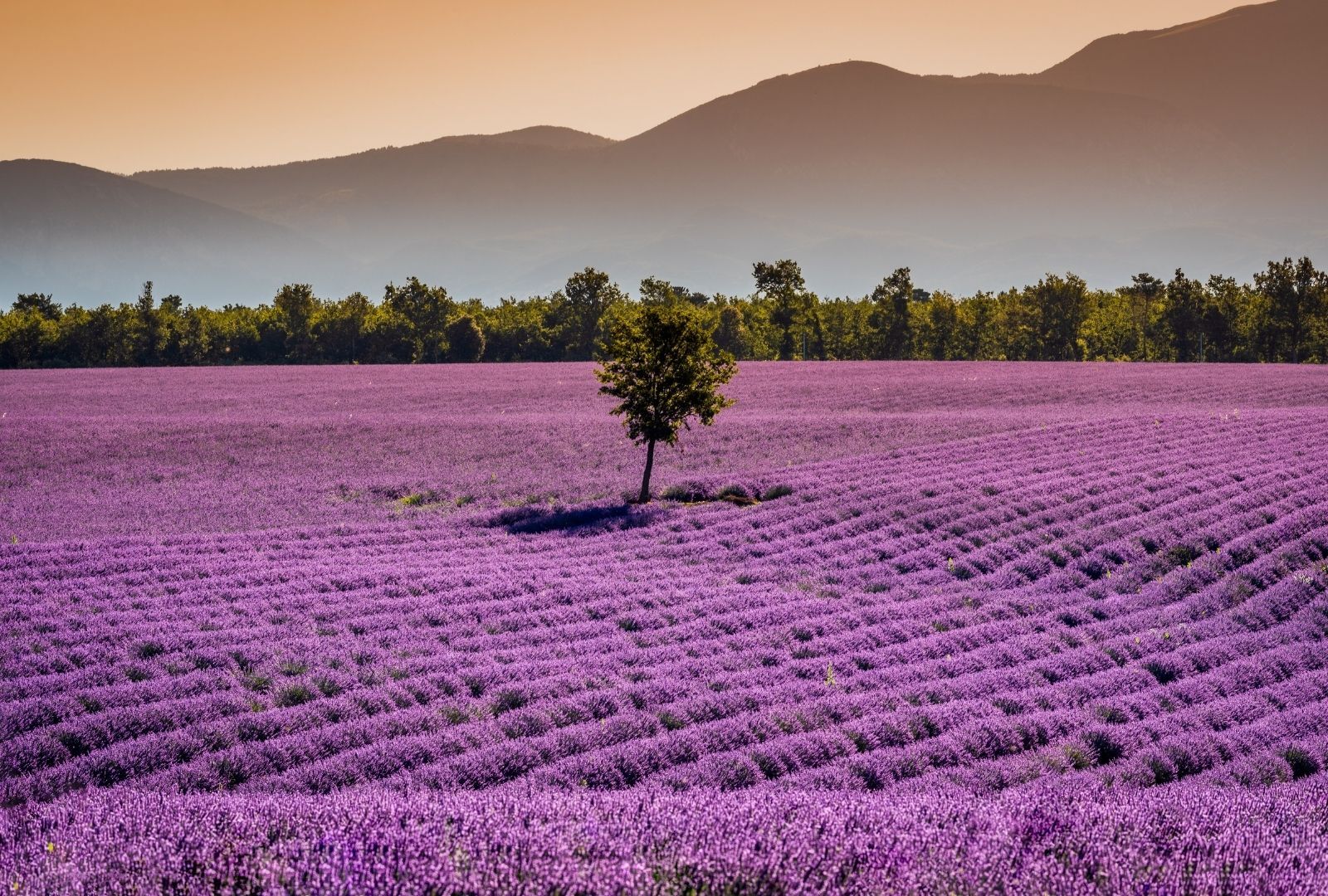 Lavender fields in Provence, France group travel destination