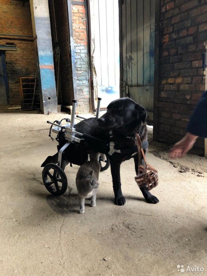 Mops mit Rollstuhl