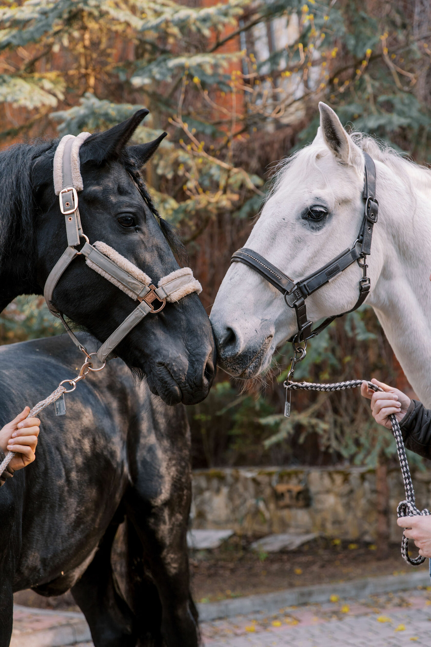 День на ферме FewHorses