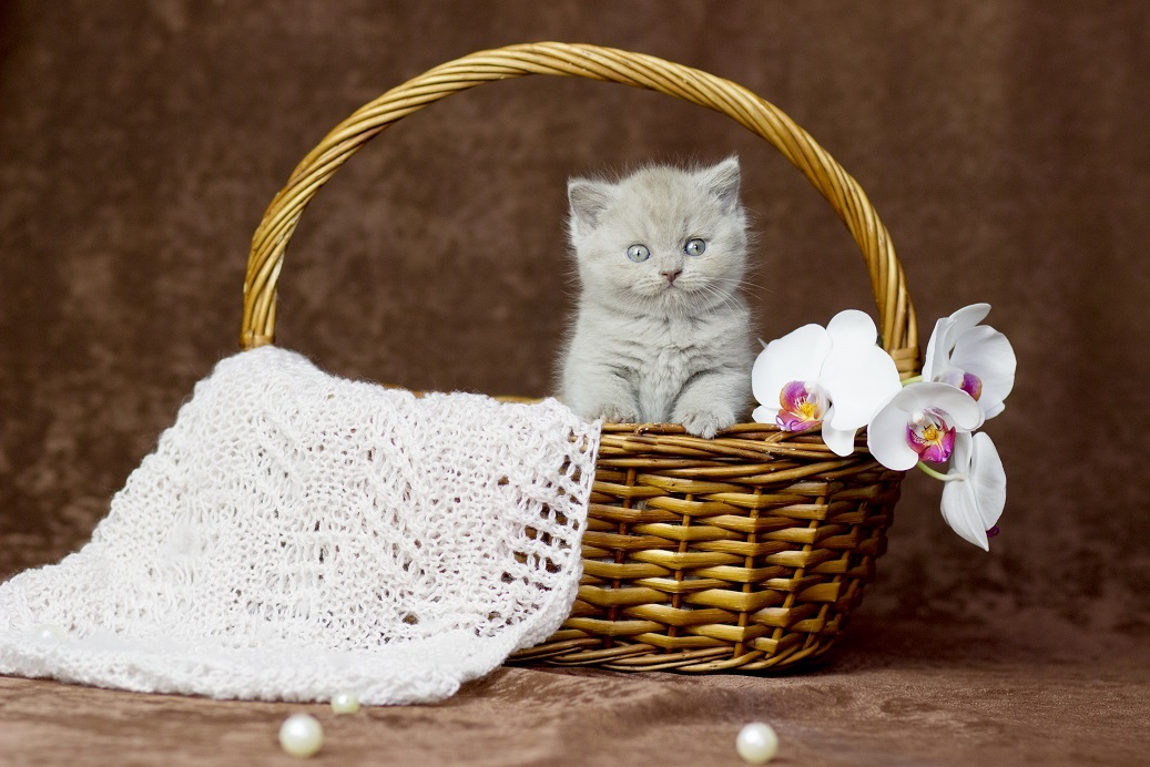 Котята NIAGARA GOLD