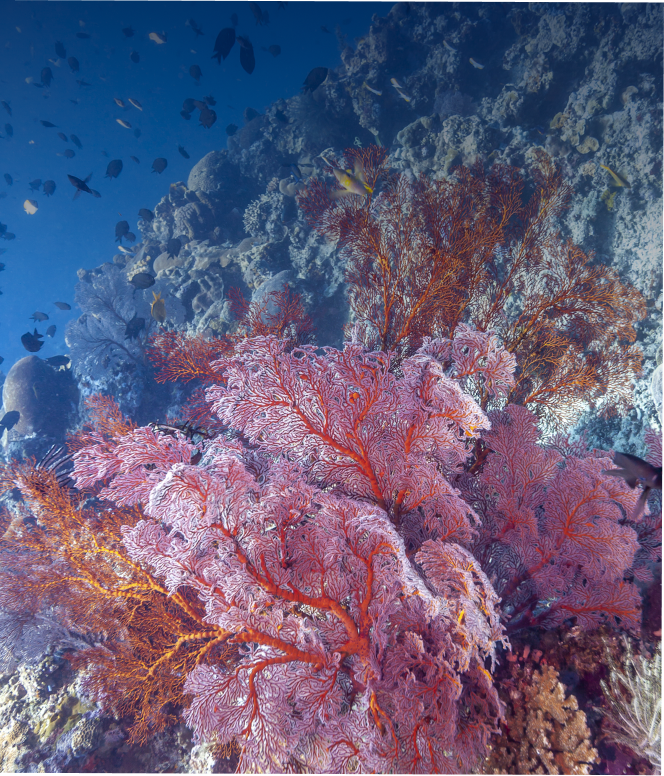 Висячие сады Сипадана. Танцующие кораллы. 