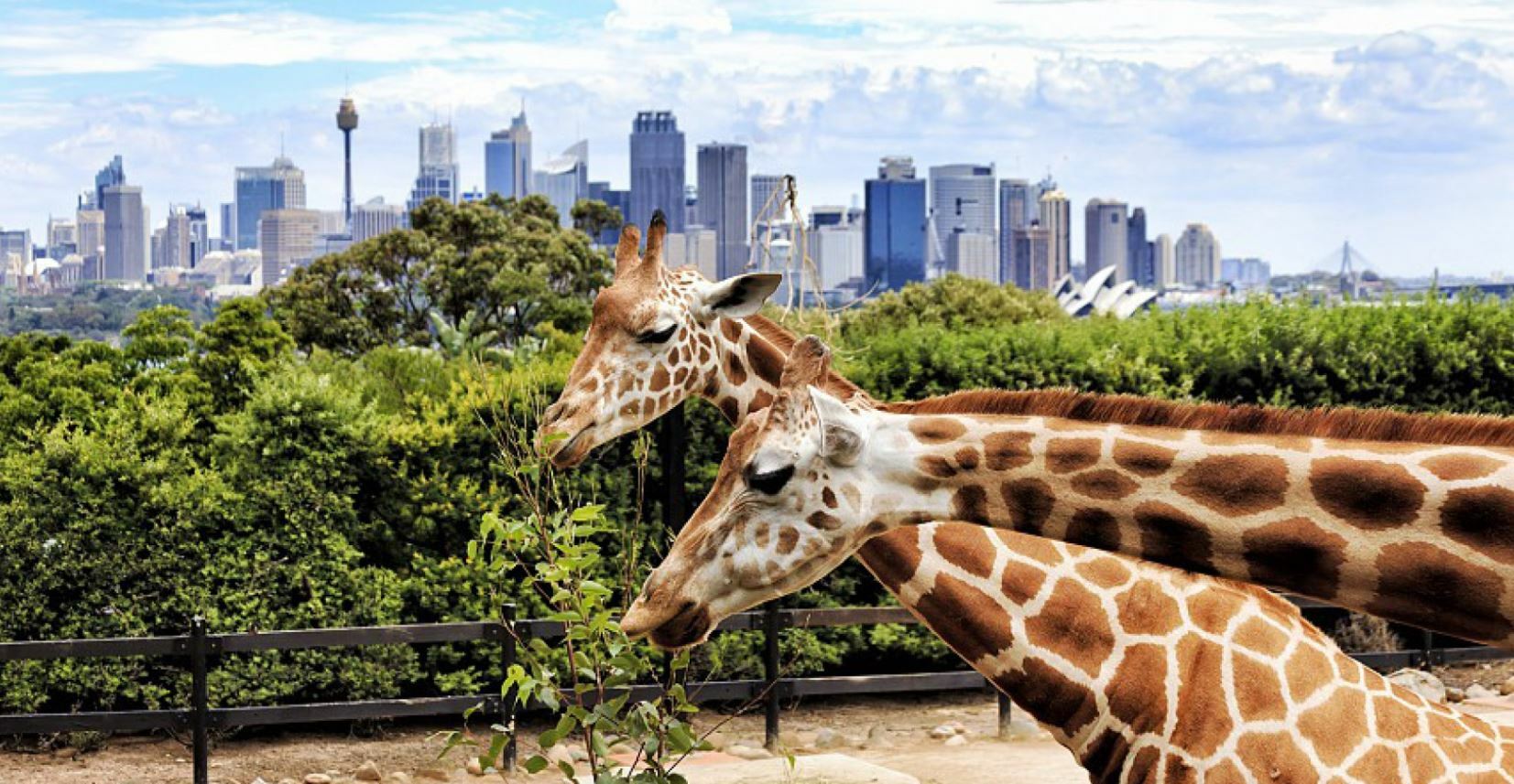 Дубайский сафари парк. Сафари парк Дубай. Дубай зоопарк сафари. Dubai Safari Park в Дубае. Сафари парк Абу Даби.