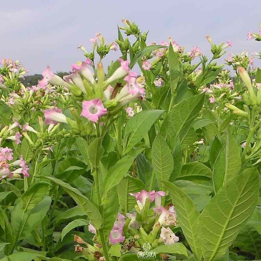 Seeds of Tobacco Bitlis (Nicotiana tabacum) — 300 pcs