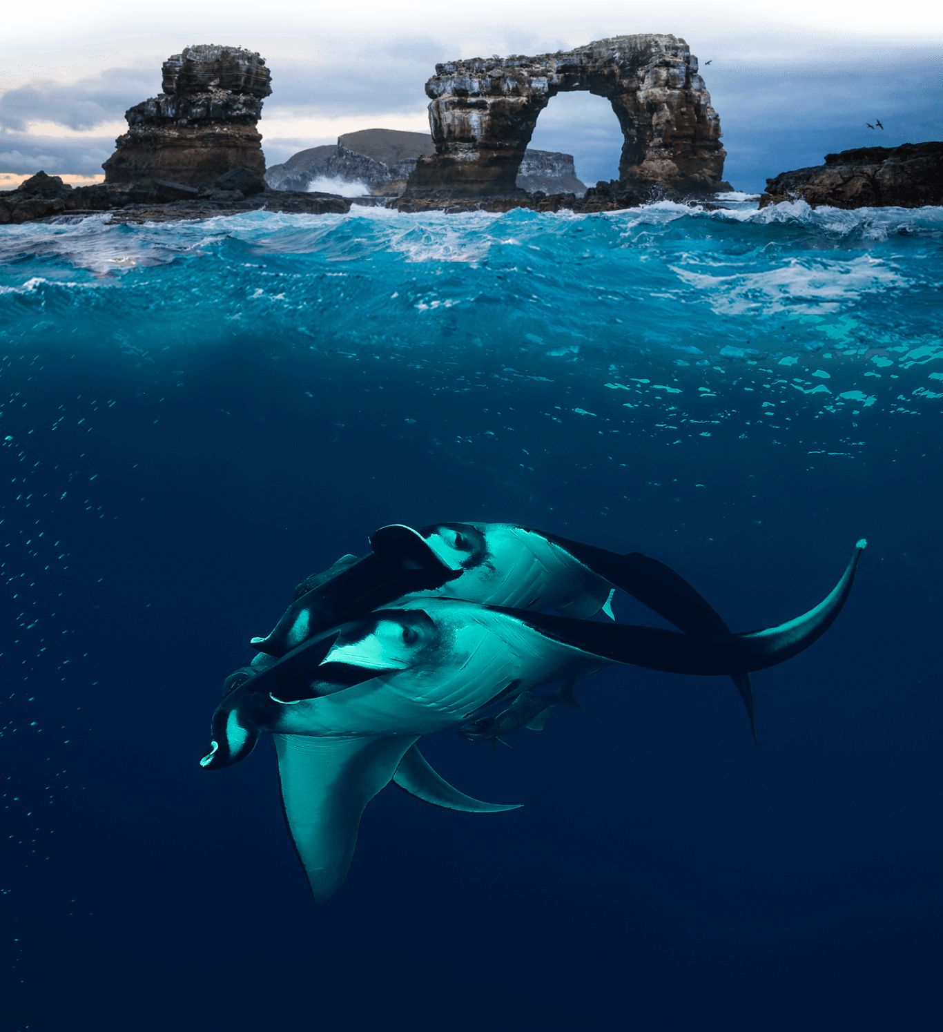 подводный мир в островов Вульф и Дарвин. Галапагосы