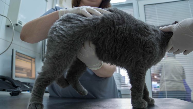 Острая почечная недостаточность (ОПН) у кошек: симптомы и лечение l VetStem