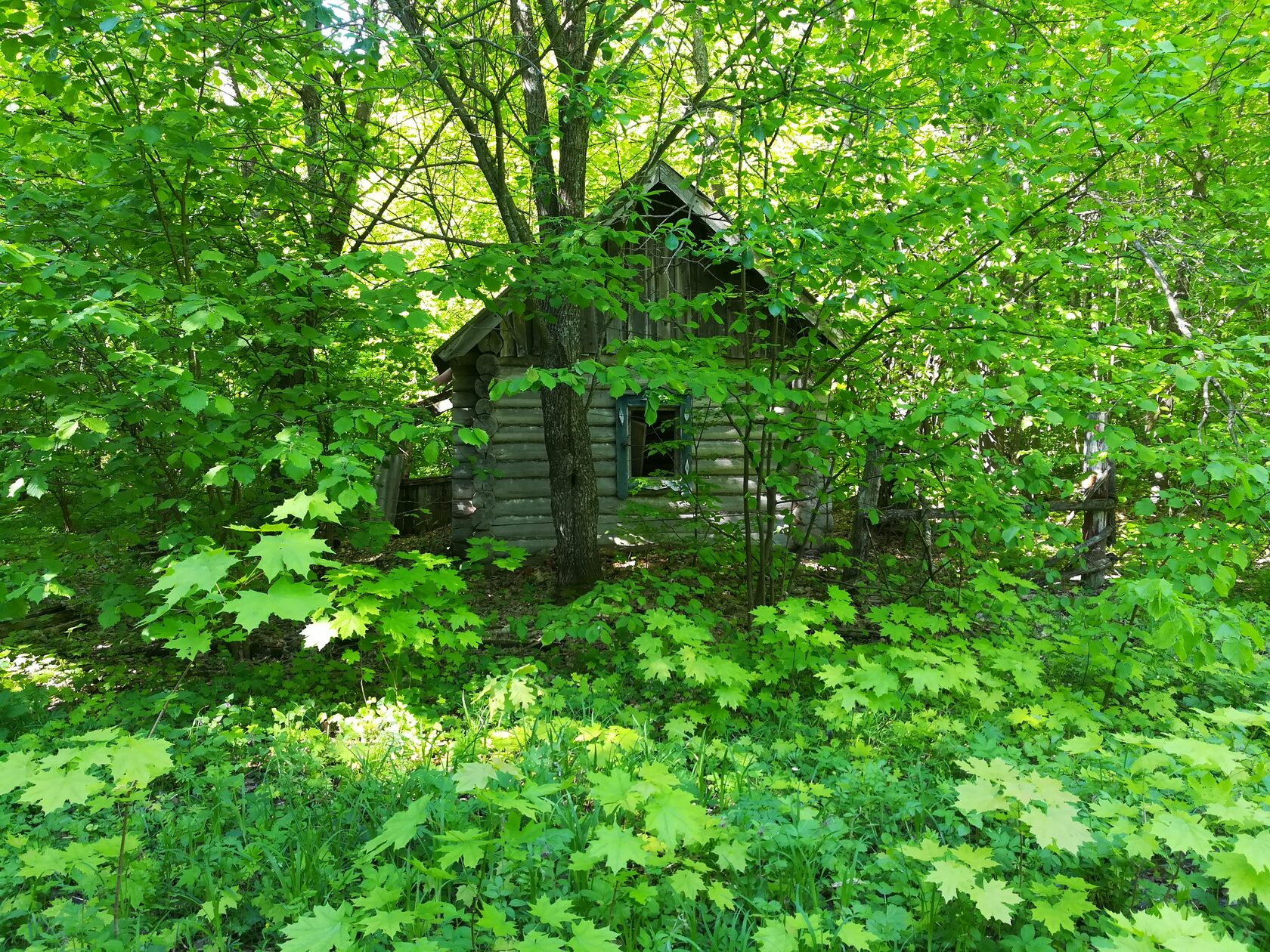 Домик лесника. Лесной дом лесника. Домик лесника в лесу. Домик лесника Ермолово. Домик лесника в лесу и Лесник.