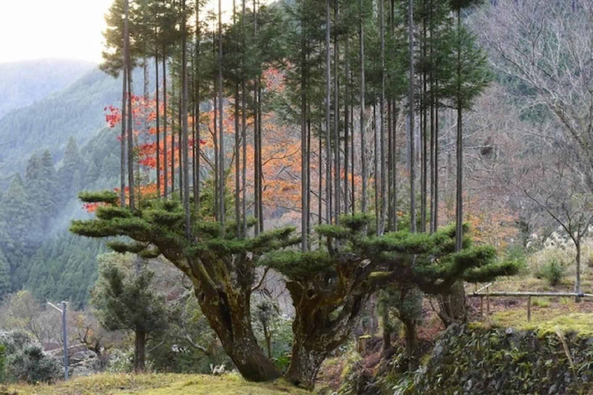 Техника дерева. Кедр ДАЙСУГИ. Кедр Китаяма. ДАЙСУГИ В Японии. Криптомерия японская Дайсуке.