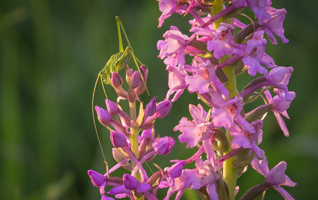 Биоразнообразие