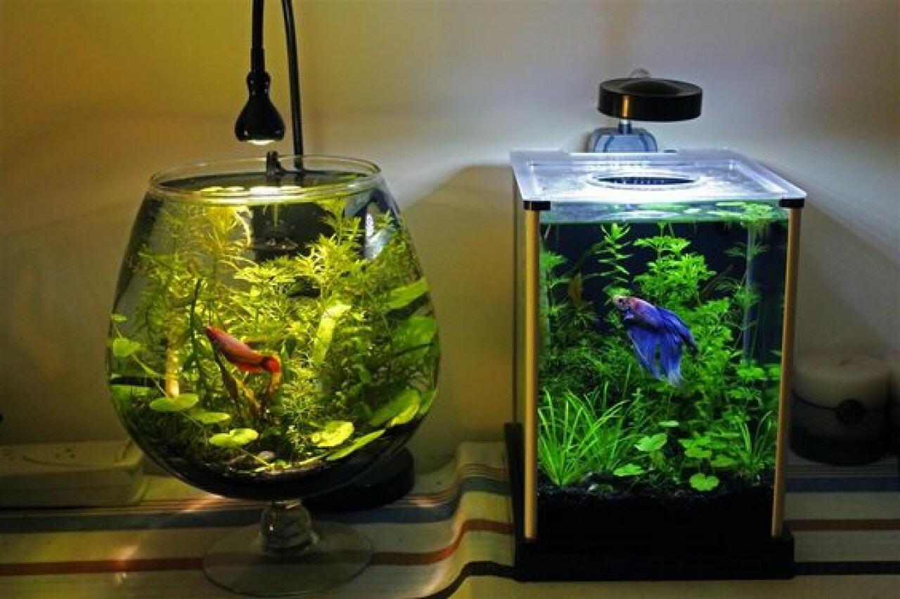 Какая вода нужна рыбам. Нано аквариум 4 литра Барбус. Аквариум 25 литров гуппи. Мини аквариумные рыбки. Аквариум для рыбки Бетта.