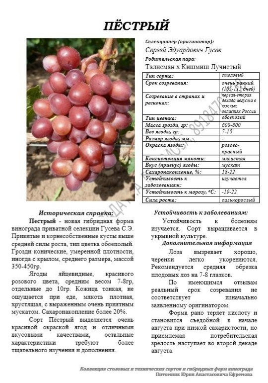 Виноград пестрый описание сорта фото отзывы