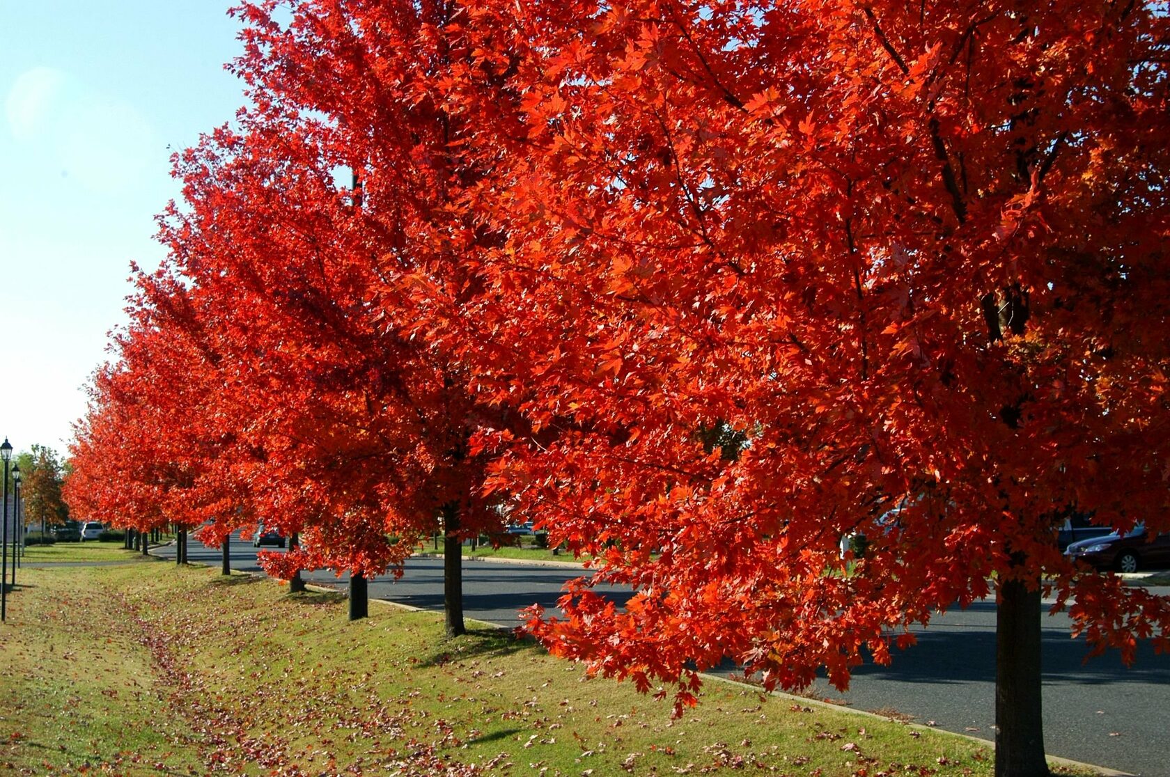 Дуб красный (Quercus rubra), агротехника великолепного по красоте растения|  Блог о ландшафтном дизайне