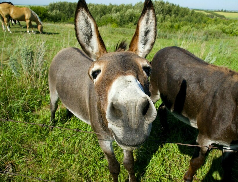 Жалаңаш өзбек жігіттерінің суреттері