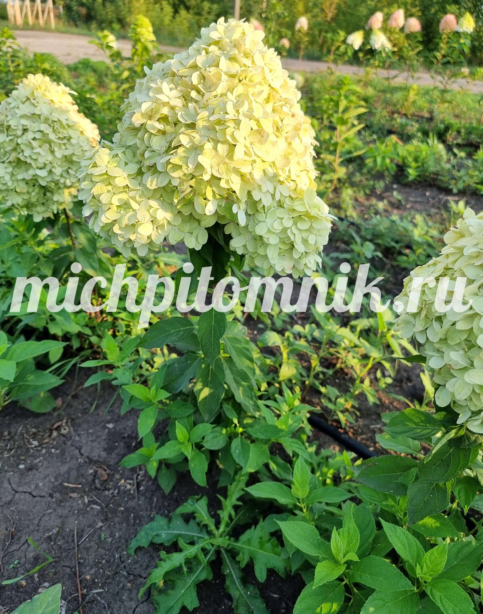 Гортензия метельчатая "Little Spooky" ("Литл Спуки")