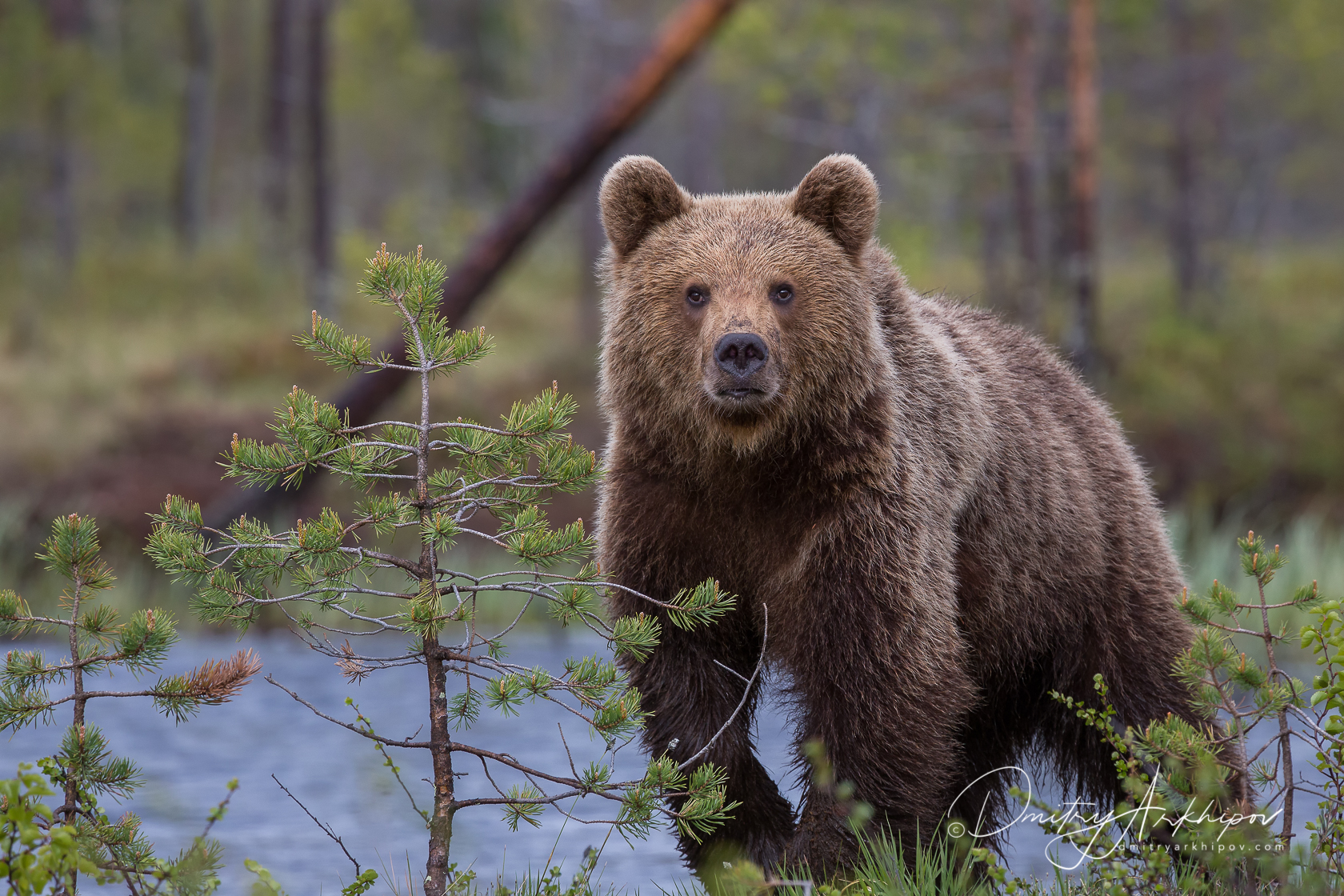 Жизнь медведей в лесу