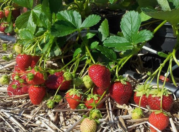 клубника вивара