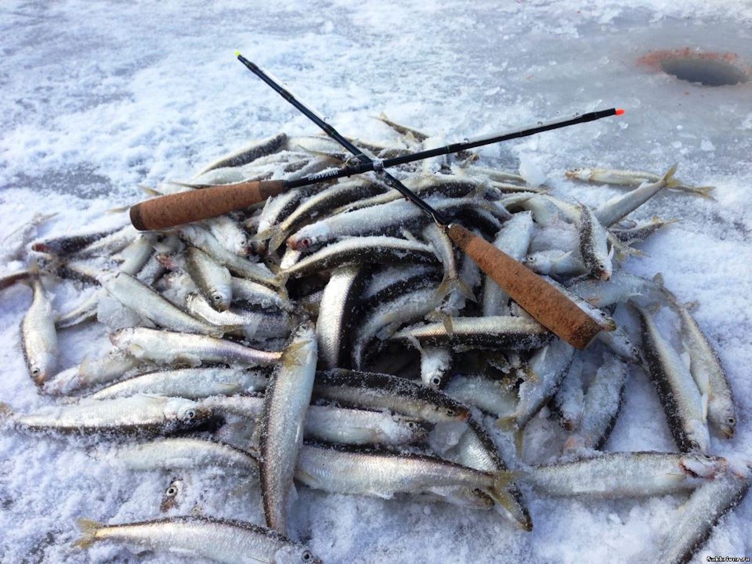 Зимняя рыбалка на Сахалине - ловля корюшки, наваги