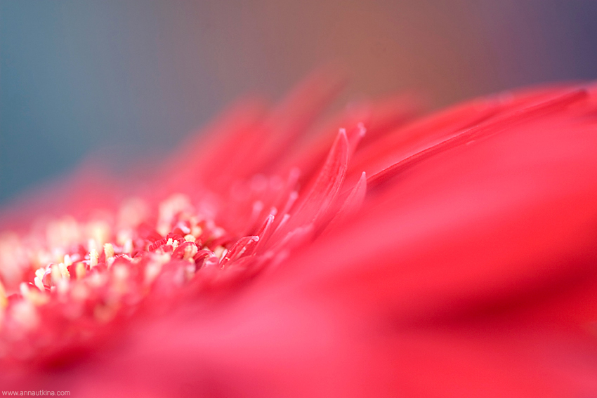 macro, macro flower, macro art, anna utkina, photography, macrophotograpy, floral art, макро, макрофотография, анна уткина