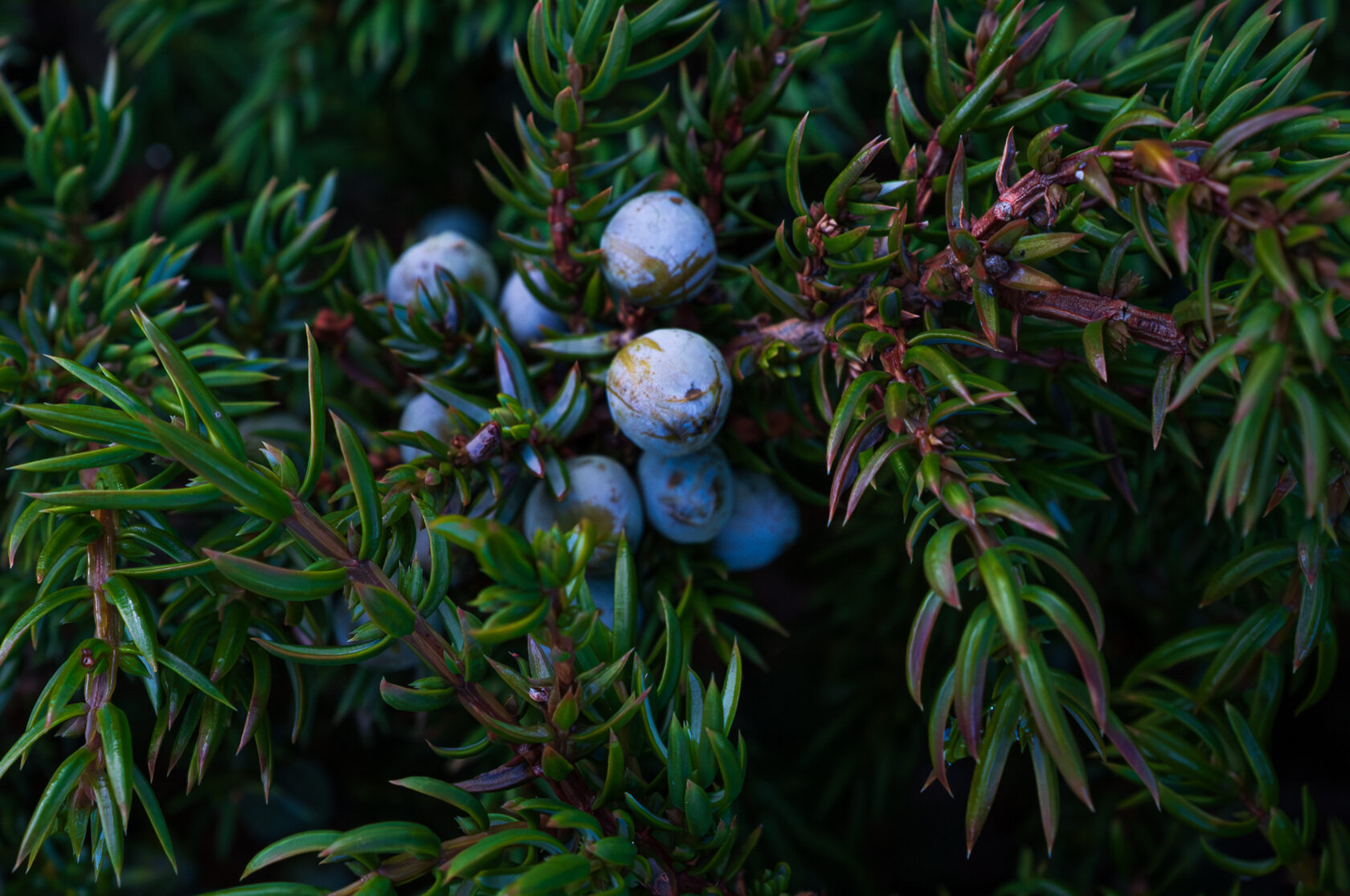 Местные ягоды