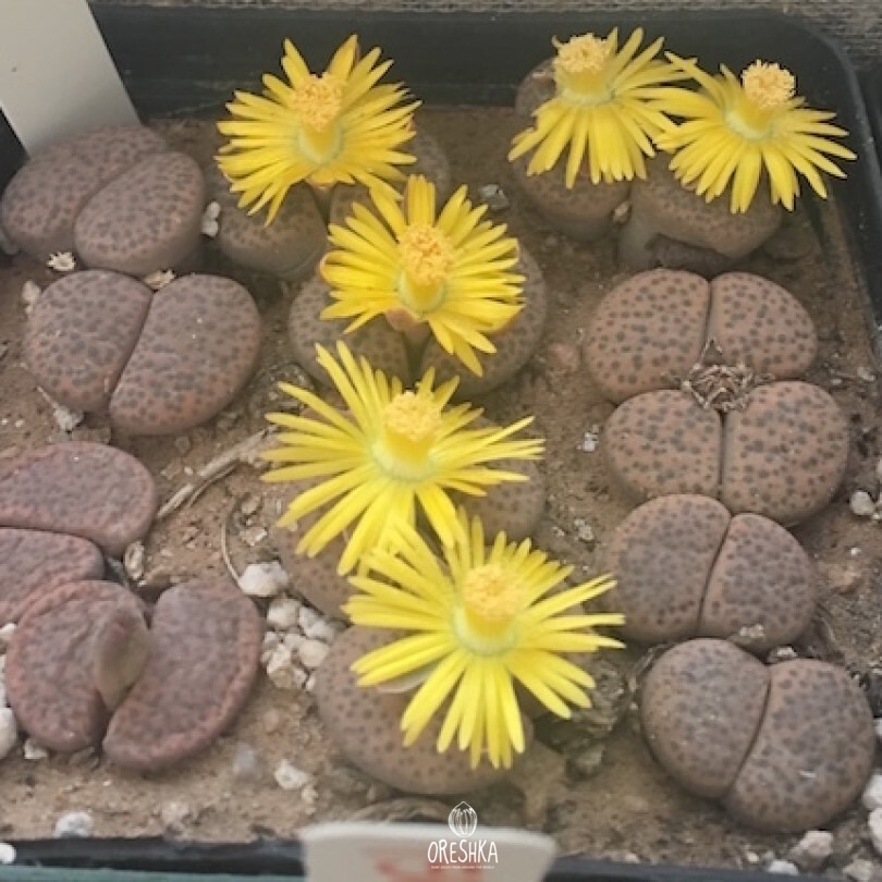 Seeds of Succulent Lithops fulviceps C 220 (Lithops fulviceps C 220) — 10 pcs