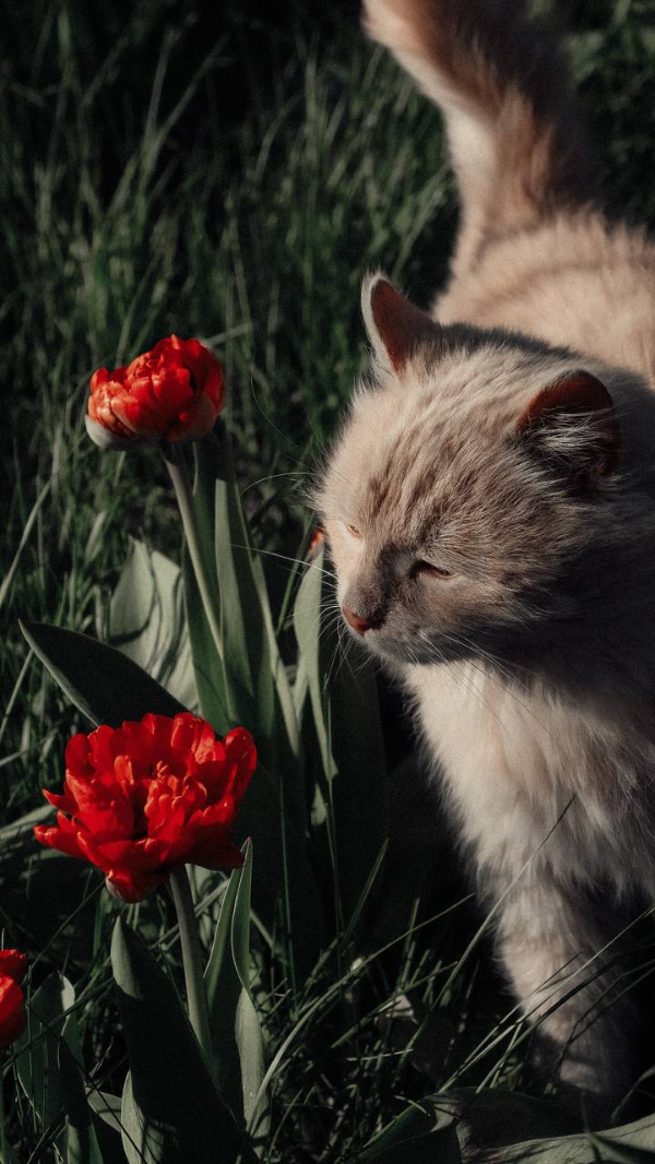 Кот в саду