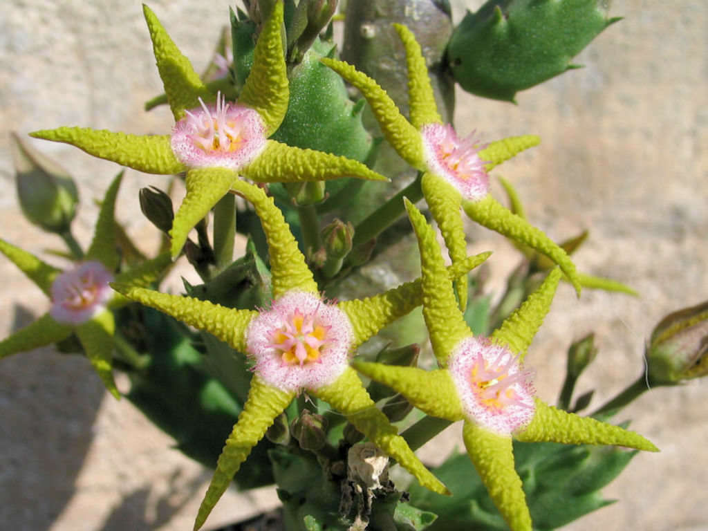 Stapelia flavopurpurea