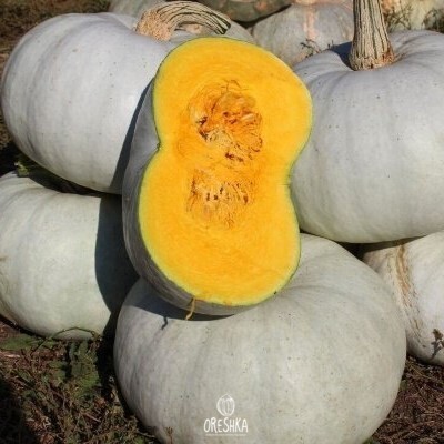 Seeds of Pumpkin Kroshka (Cucurbita) — 5 pcs