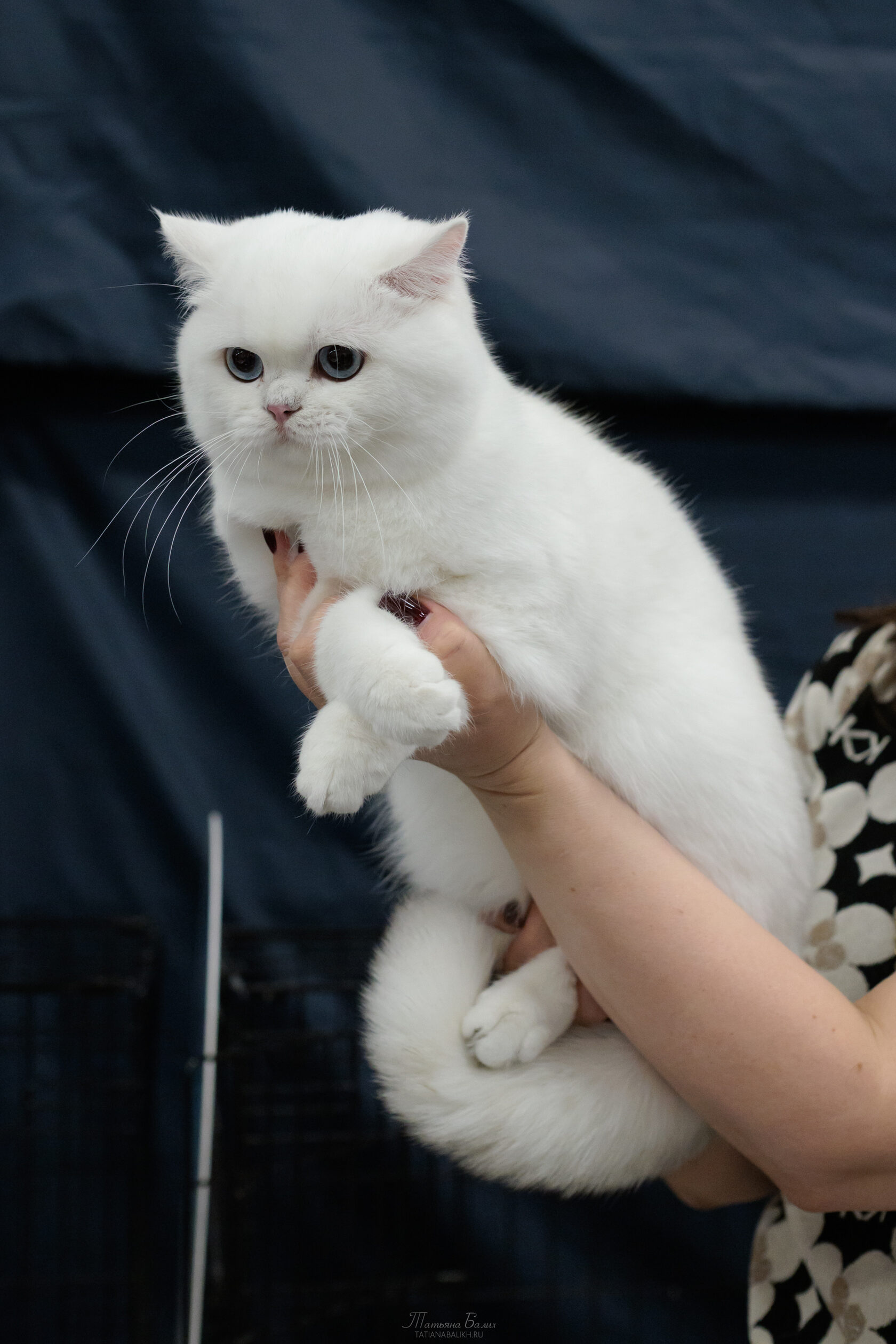Белая кошка на руках