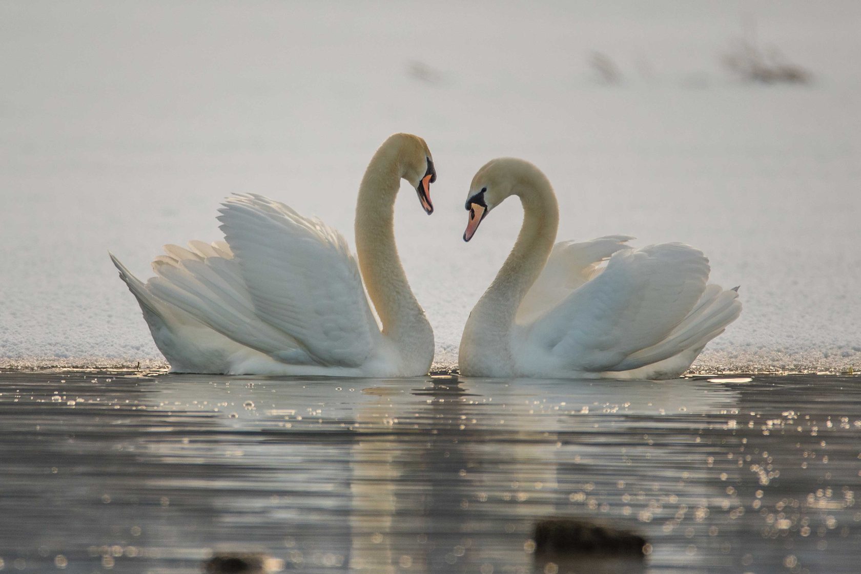 А любовь то лебедем. Лебеди неразлучники. Пара лебедей. Лебеди на озере. Белый лебедь.