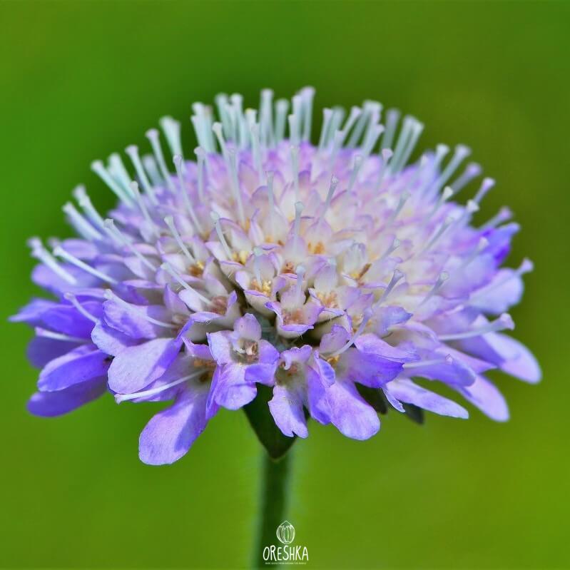 Seeds of field scabious (Knautia arvensis) — 20 pcs