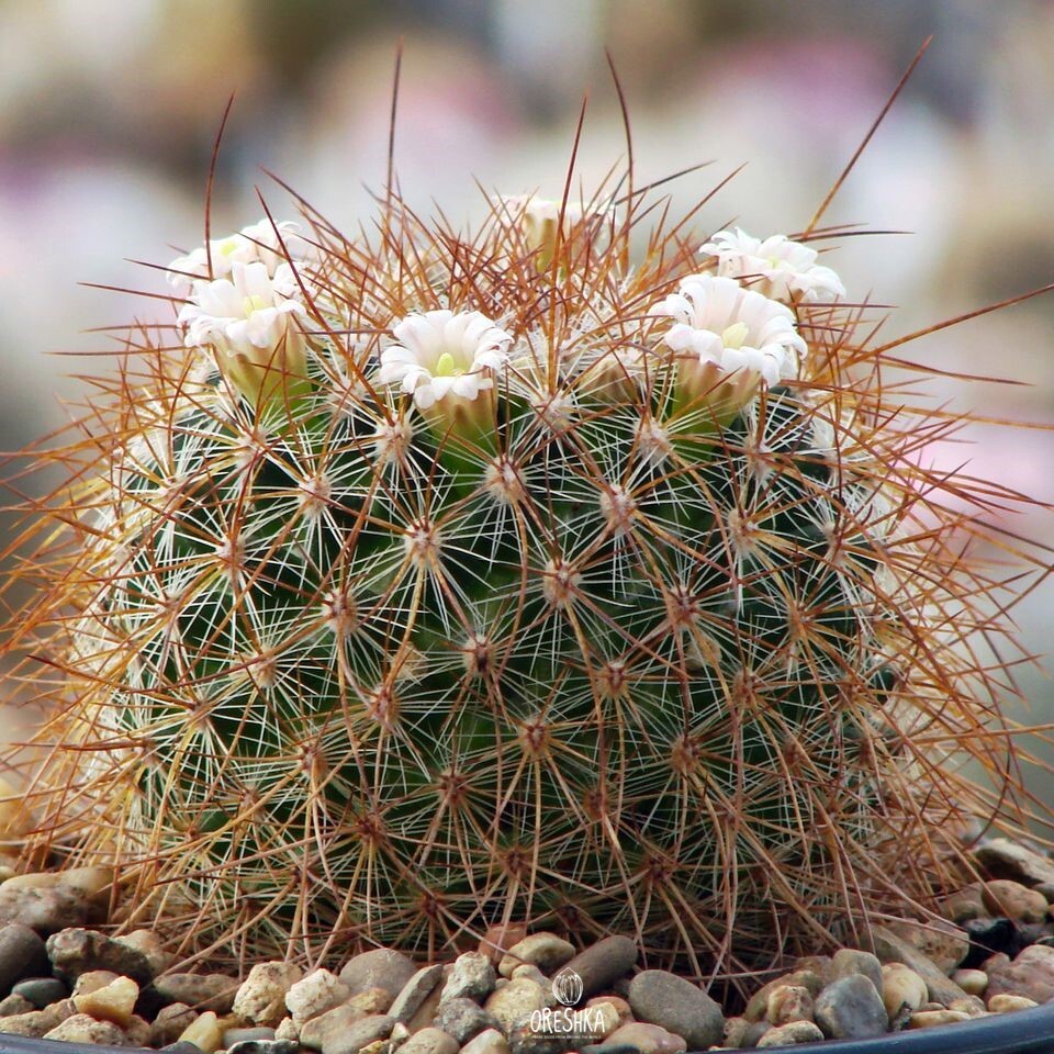 Seeds of Cactus Mammillaria discolor v. longispina Rog 535 (Mammillaria discolor v. longispina Rog 535) — 10 pcs
