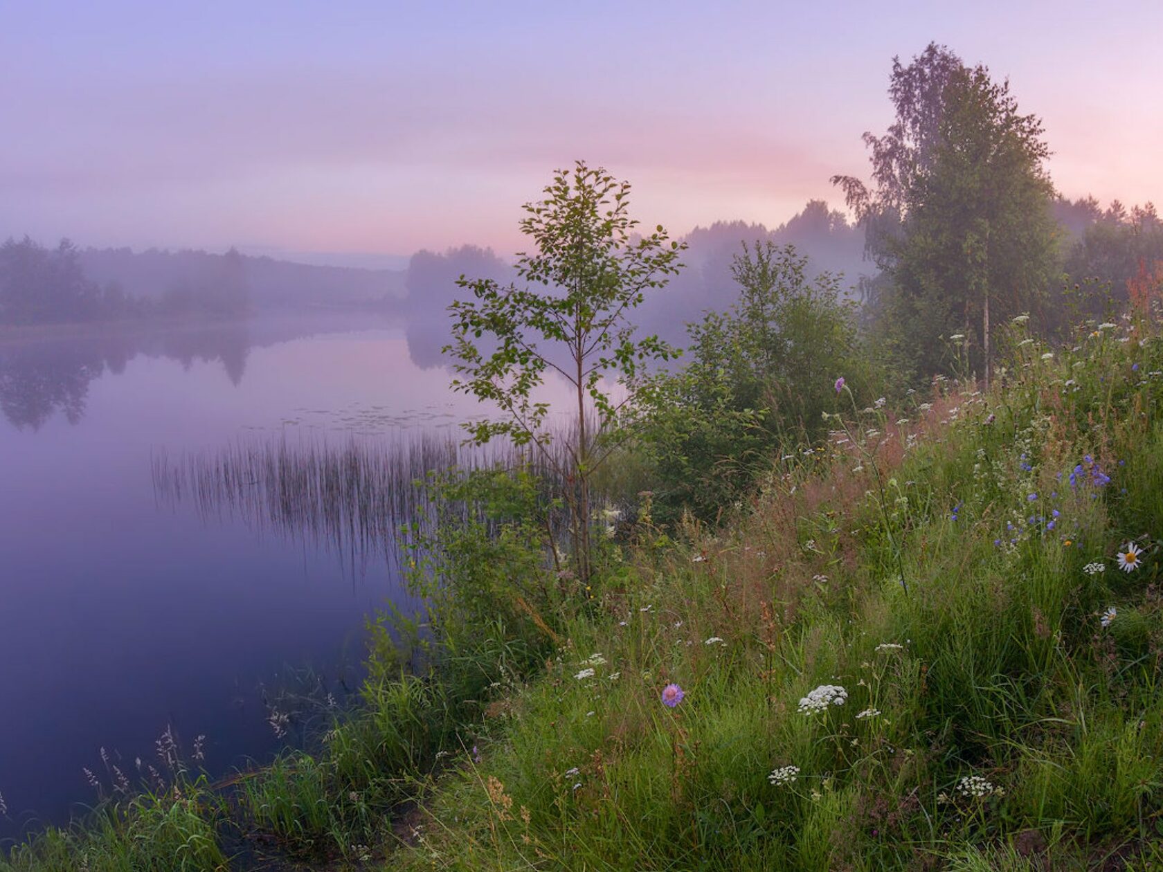 Сиреневый туман фото