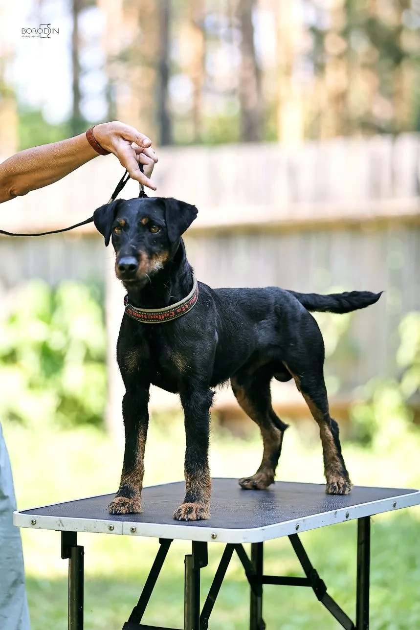 Лапы в комке