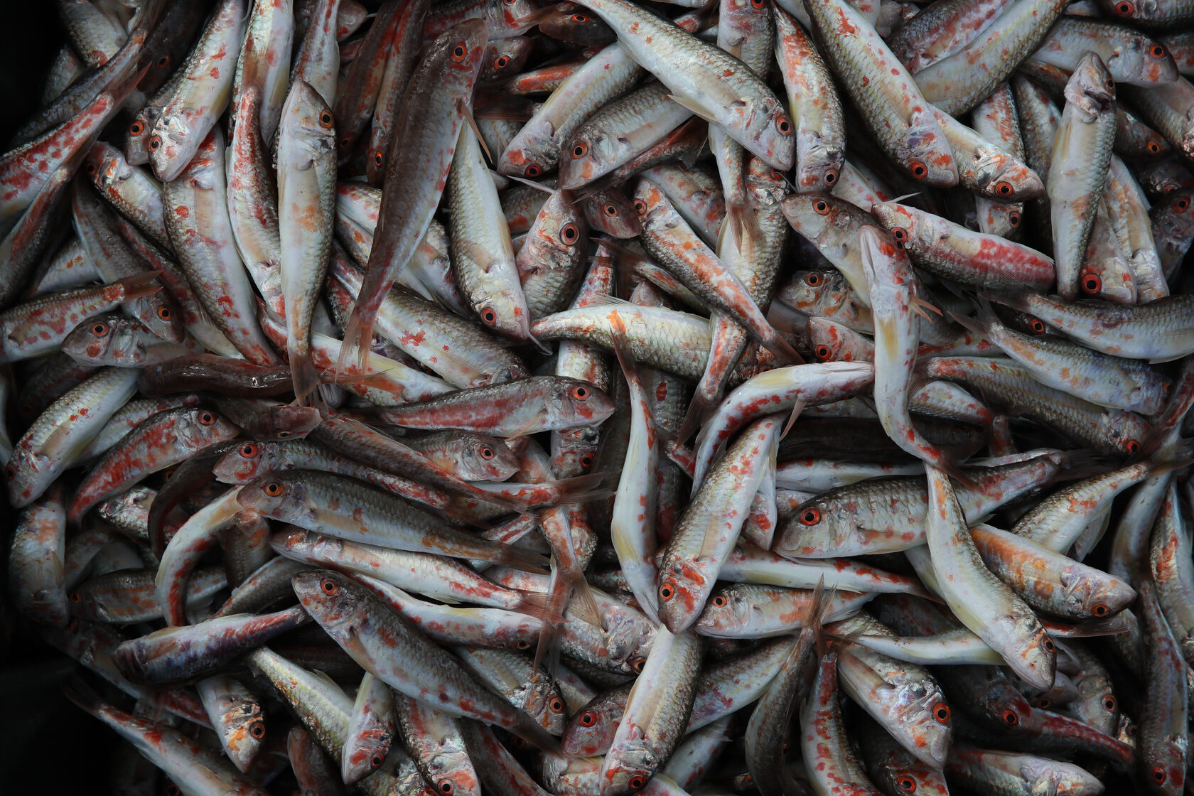 рыба барабулька фото цена