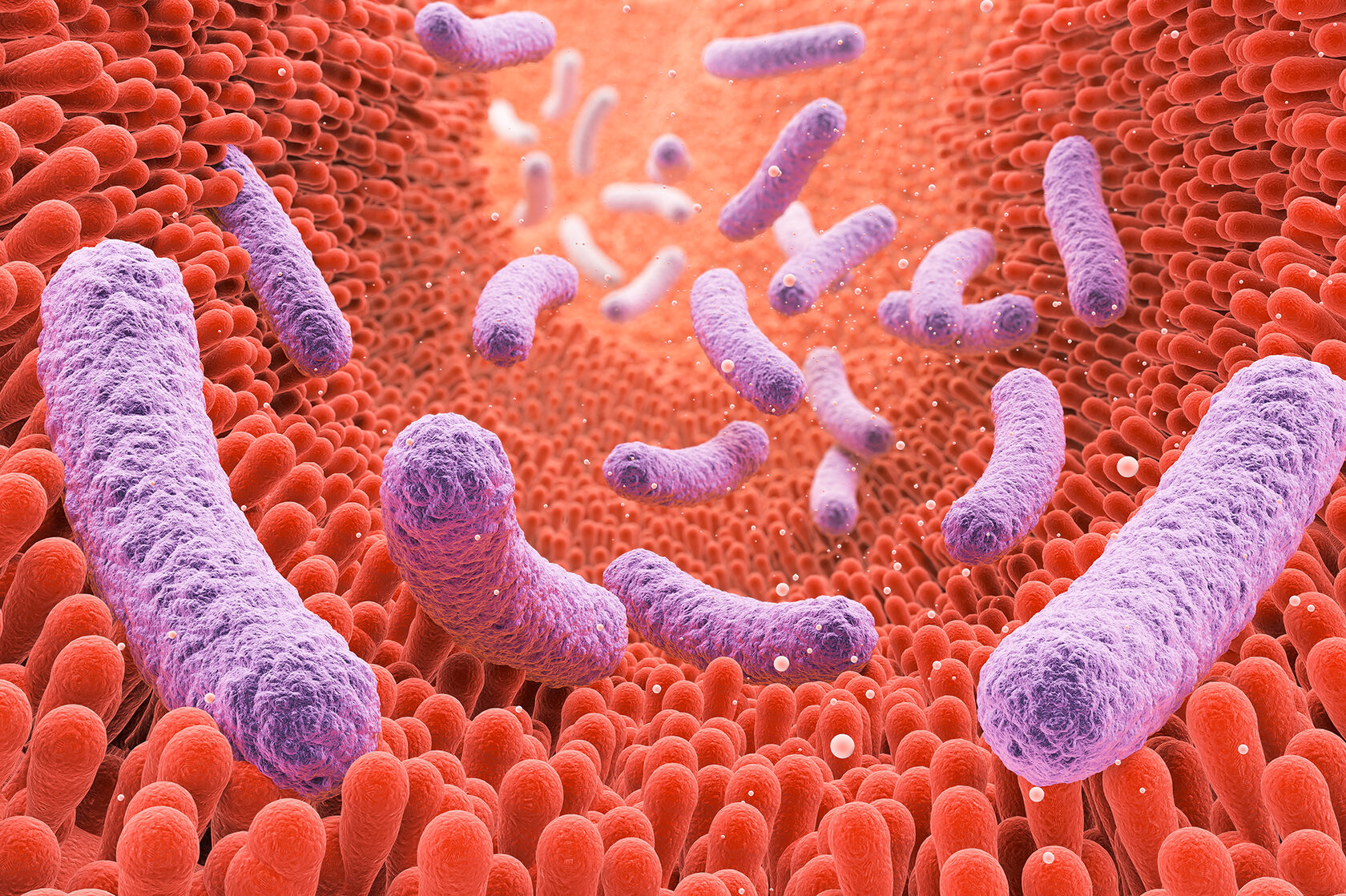 Bifidobacterium bifidum