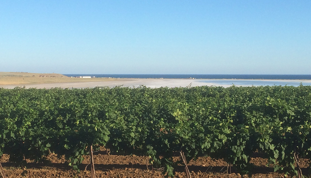 виноградники на побережье Веселовки