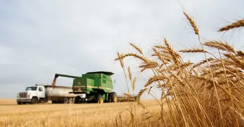 Россия наращивает урожай масличных культур, несмотря на сложности с подсолнечником