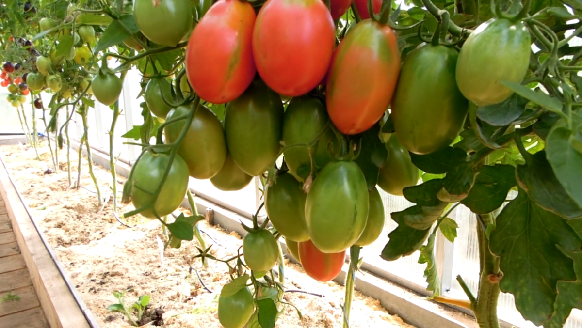 Добрый день, садоводы и огородники! Всё чаще на рынке семян появляются сорта томатов со сложными кистями. Ещё их называют кистевые, гроздевые томаты. Эти сорта всегда очень урожайные.-4