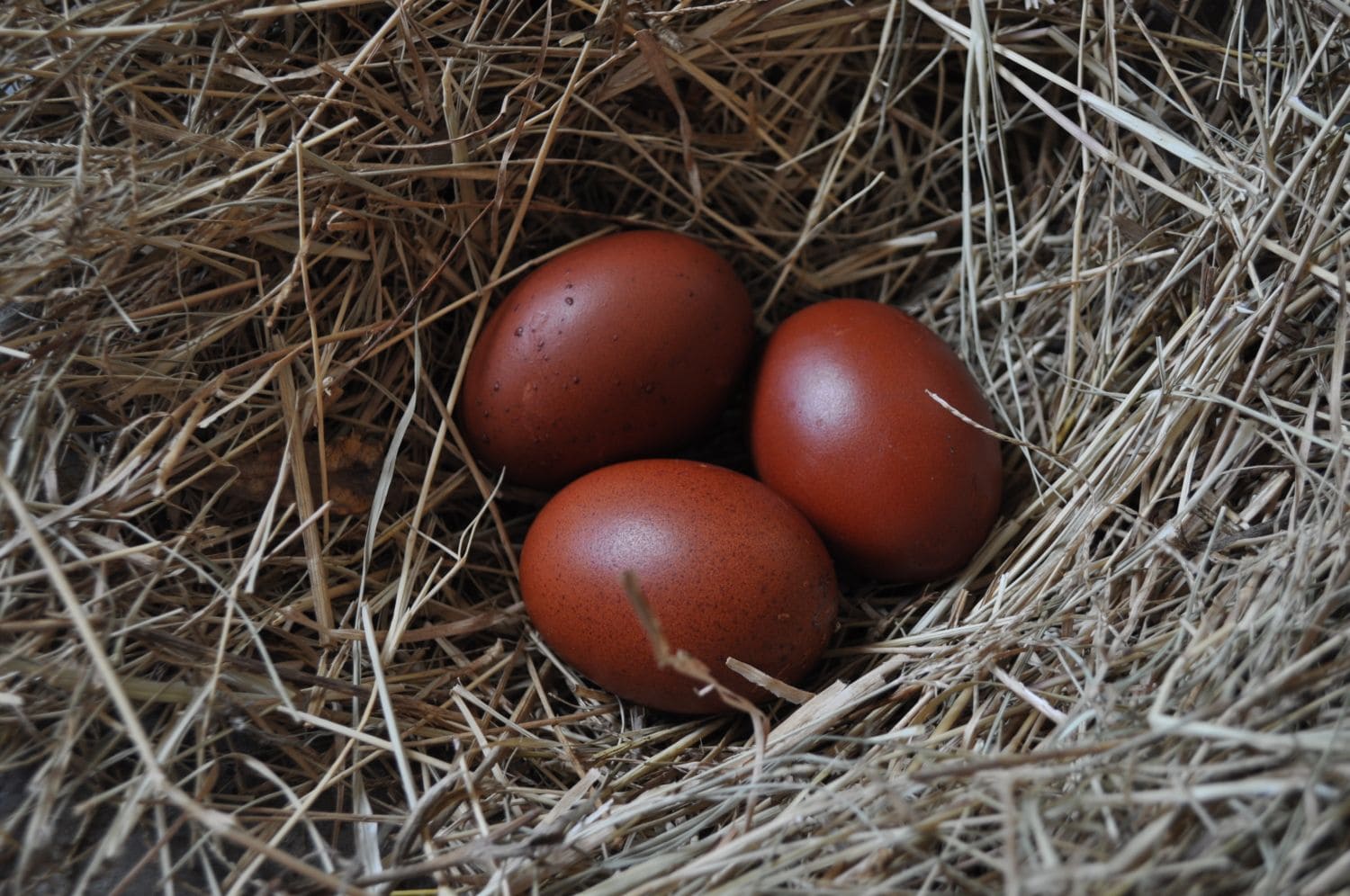 Маран порода кур яйцо