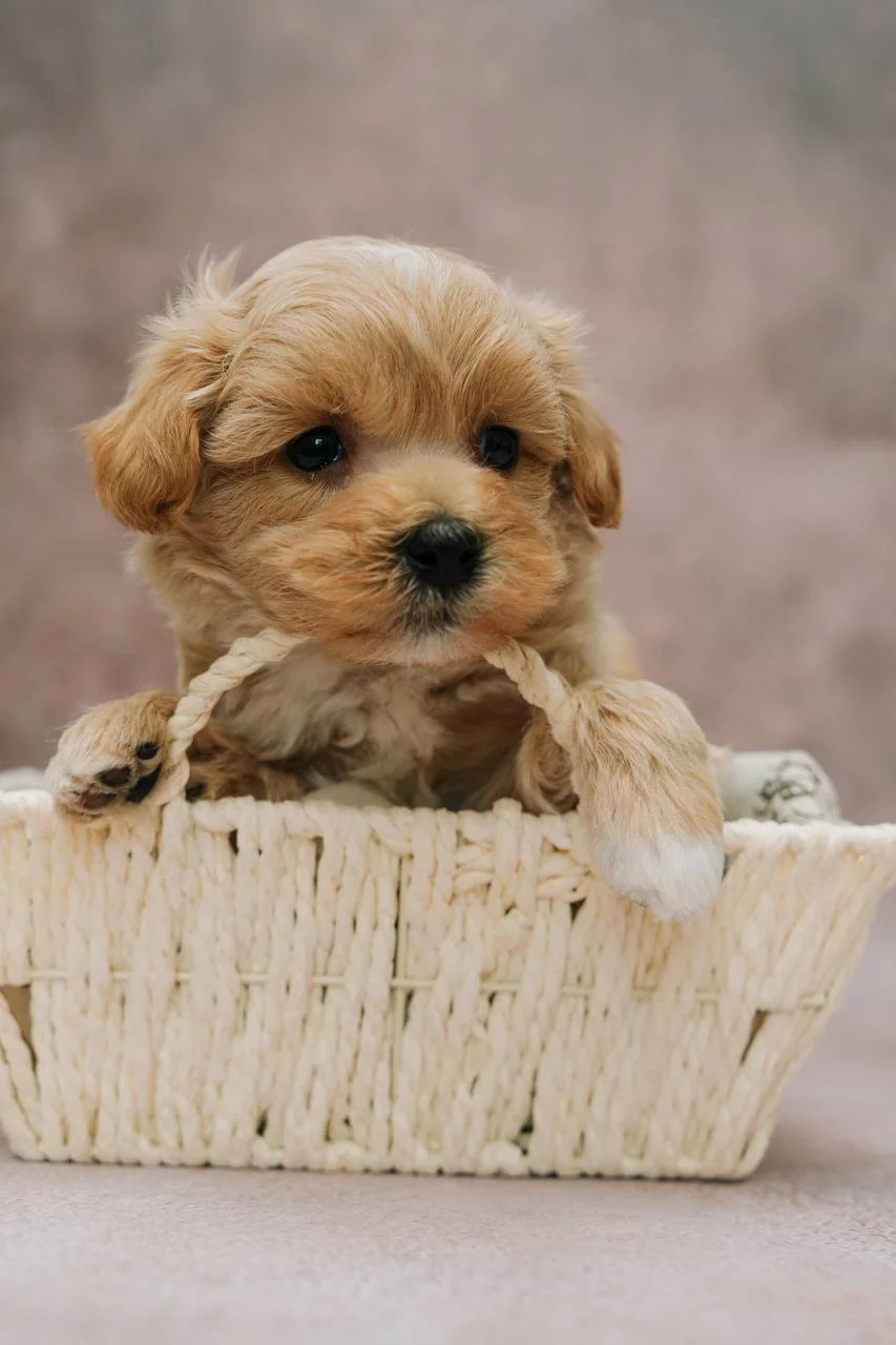 Мальтипу F1: Все о породе от А до Я. Характер, уход, цена и где купить в Москве | Питомник Maltipoo Family