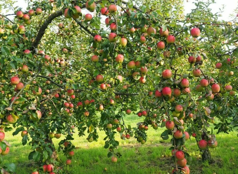 Дерево яблоня с плодами
