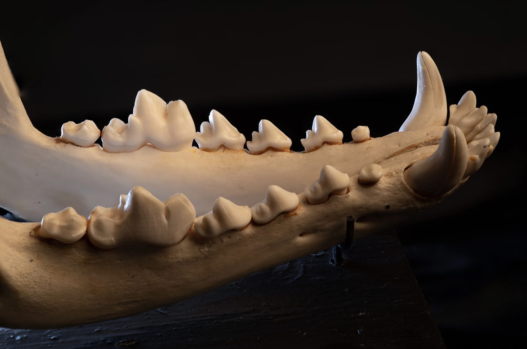 <strong>23 ноября </strong><br /><strong>12:00 – 14:00</strong><br />Открытая лаборатория <strong>«Покажи свои зубы, и я скажу, кто ты». </strong><br />(Будут представлены фрагменты занятия «Зачем тебе такие зубы?»)