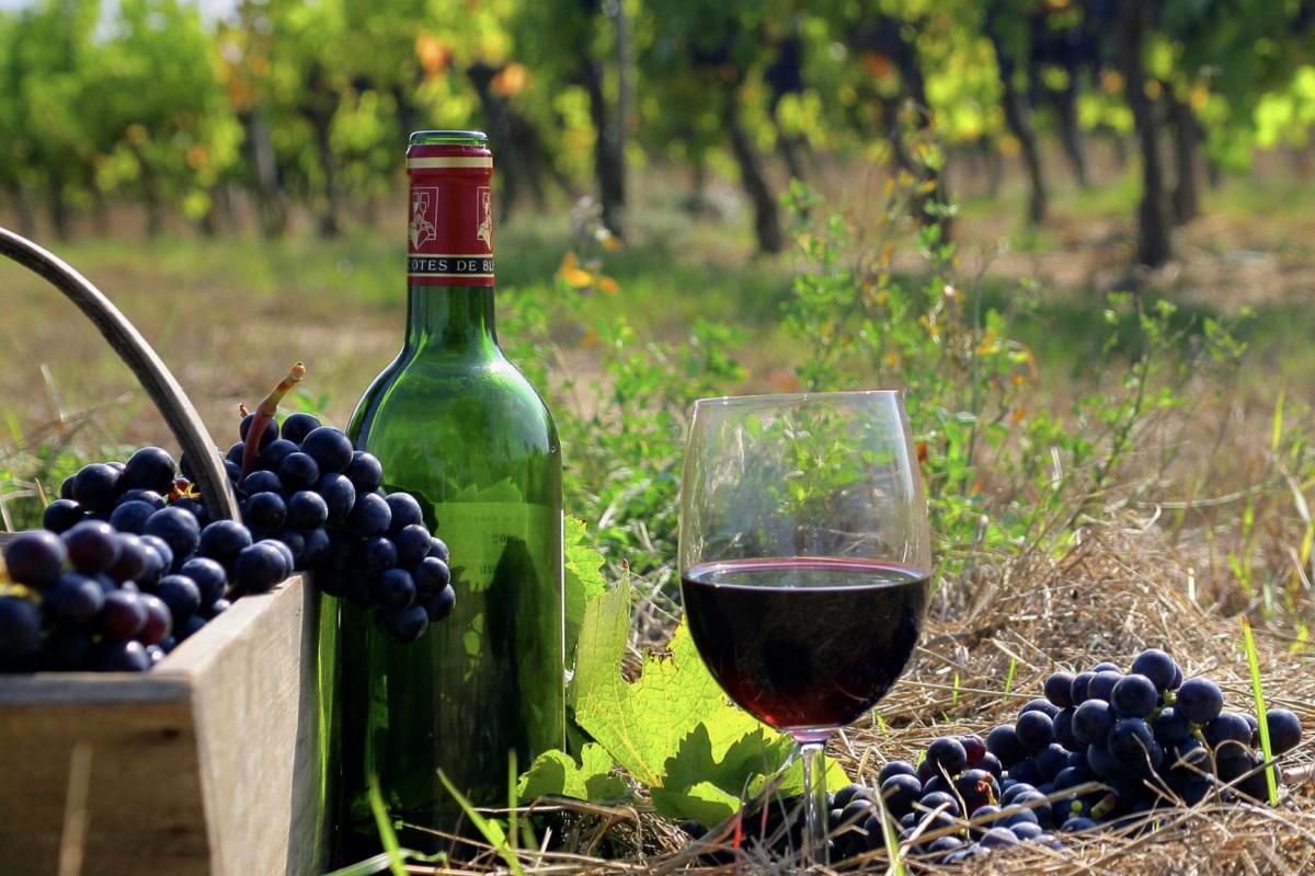 Сорт виноградного вина. Каберне Совиньон сорт винограда. Сорт красного винограда Каберне Совиньон. Виноградарство и виноделие. Виноделие во Франции.