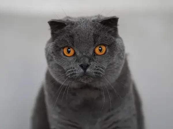 Британская короткошёрстная кошка