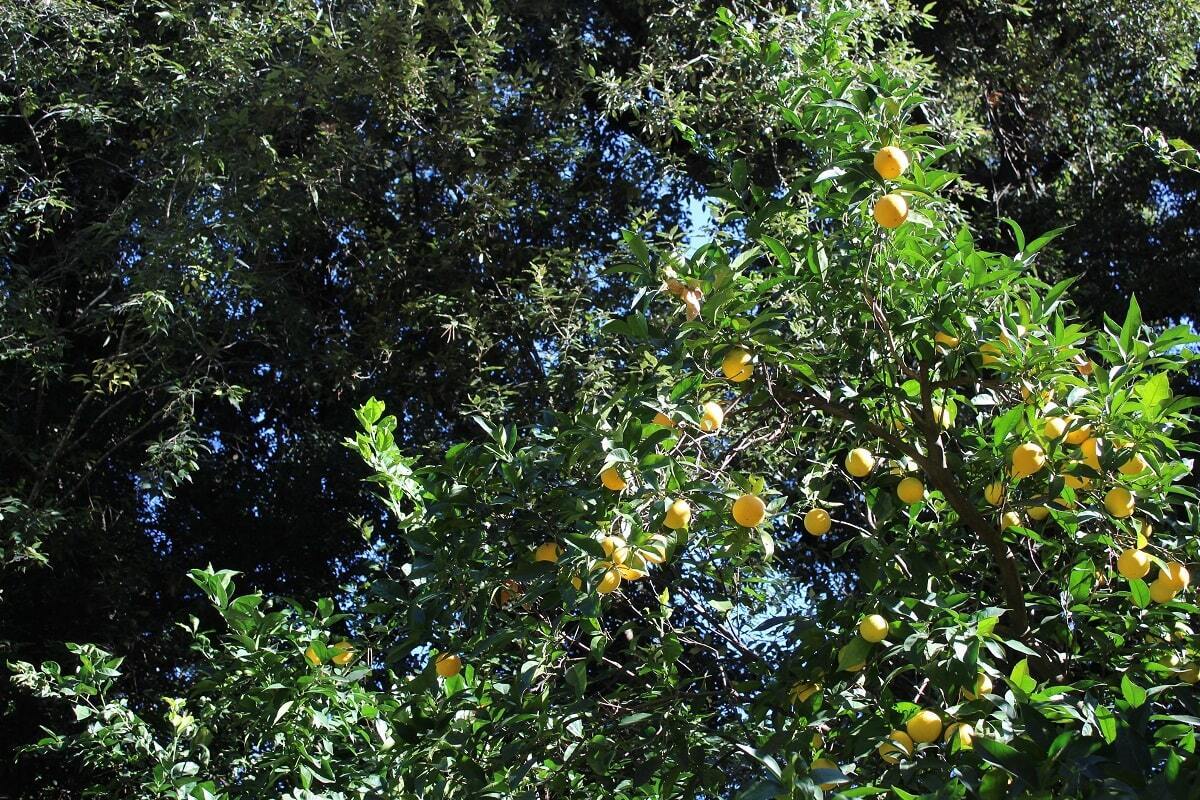Цитрусовые деревья фото