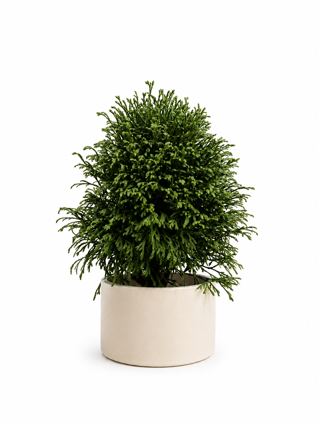 Middle Size Plants & Planters