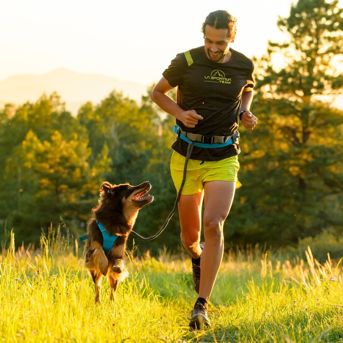 Running pet. Каникросс Доберман. Каникросс фото мужчина на пляже.