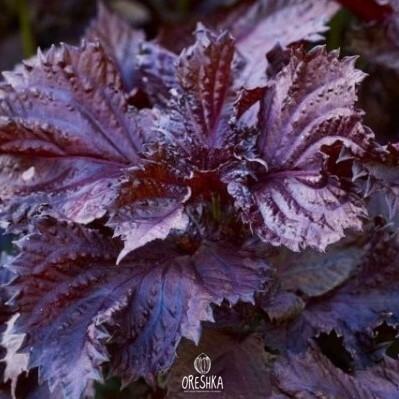 Seeds of deulkkae, perilla or Korean perilla (Perilla frutescens) — 50 pcs