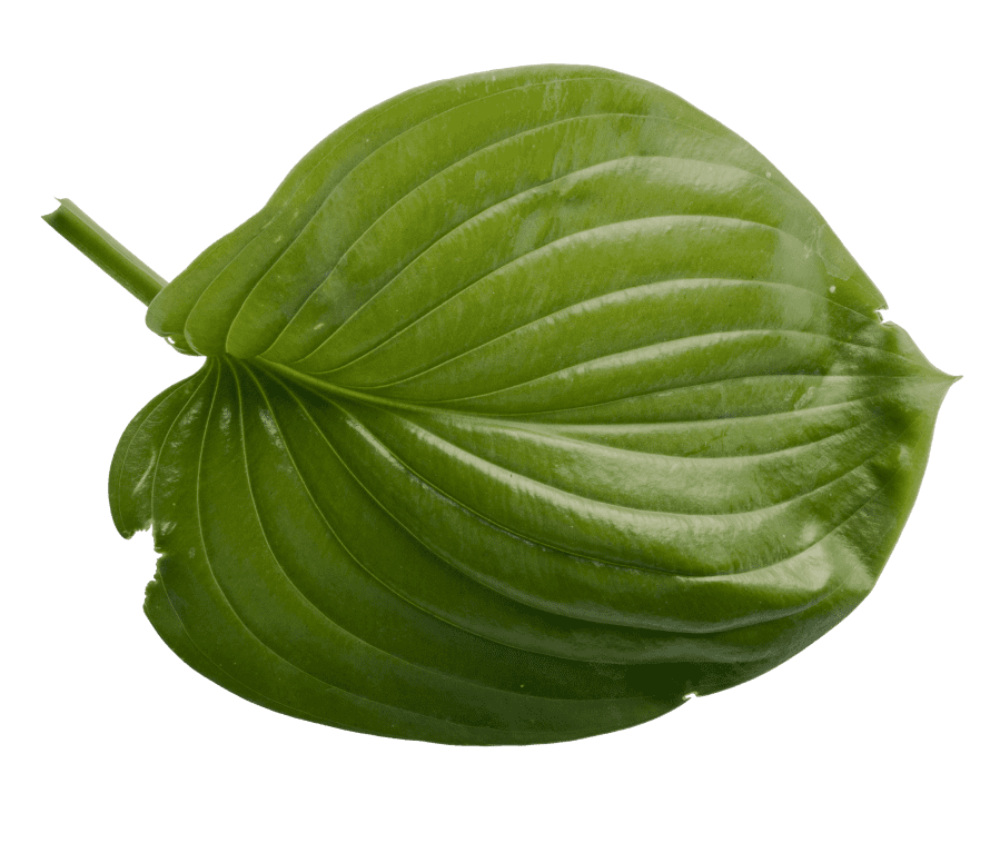 plant from creative design agency gigitalica